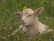 Les animaux de la ferme : Le mouton