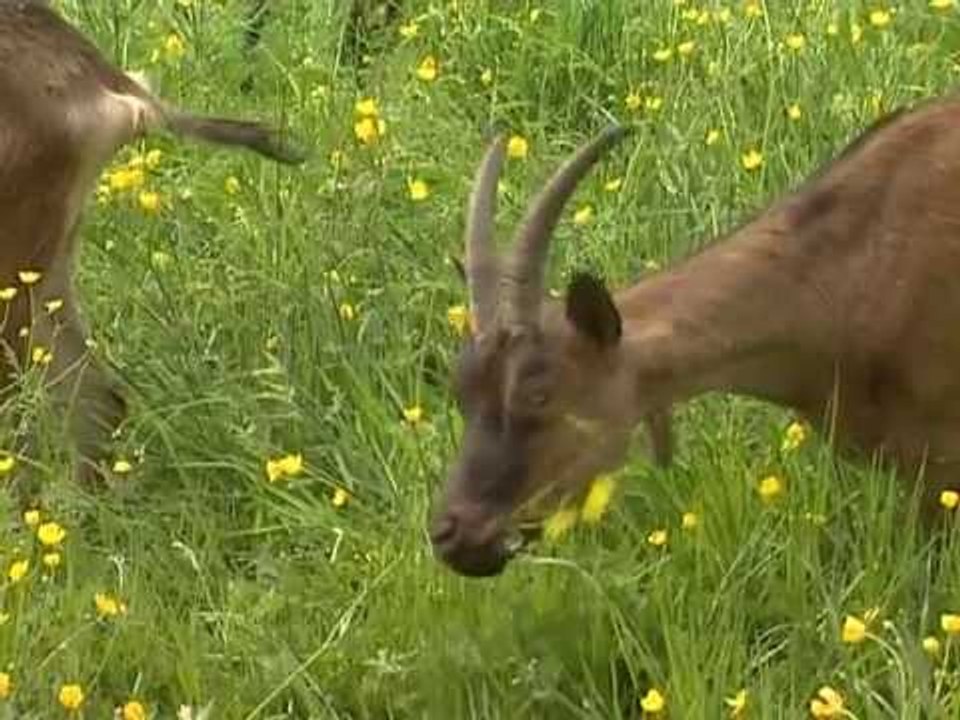Les animaux de la ferme : la chèvre