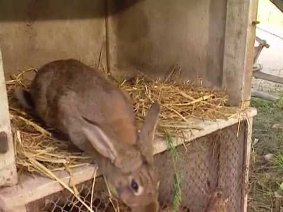 Les animaux de la ferme : le lapin