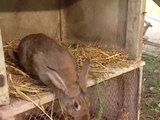 Les animaux de la ferme : le lapin