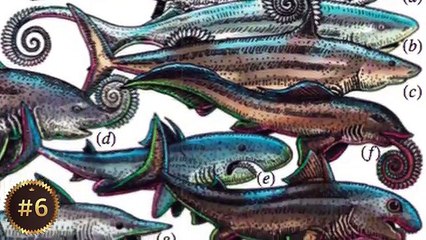 Dix terrifiante animaux vous êtes heureux sont disparu