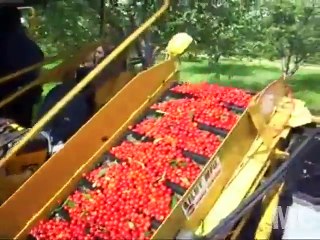 Trucks to harvest Fruit