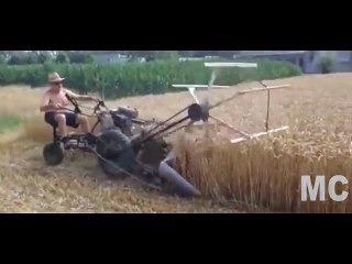 Trucks to harvest rice