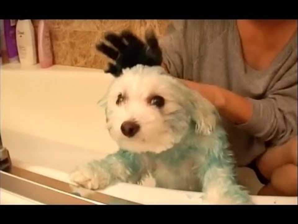 Une fille de milliardaire teint son chien en bleu