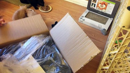 Kittens Love New Songmics Cat Tree!!!