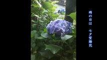 七夕紫陽花