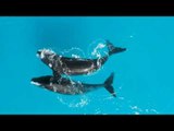 Whales Swim in Pairs Along Esperance Coastline