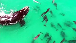 ‪BBC News - Drone footage captures the moment a whale...‬