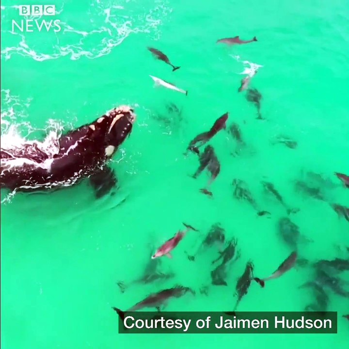 ‪BBC News - Drone footage captures the moment a whale...‬