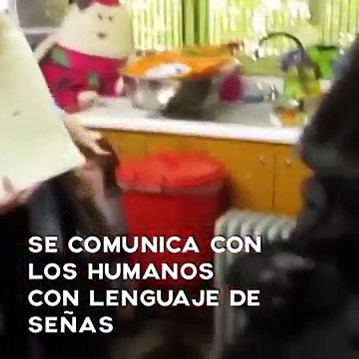 koko