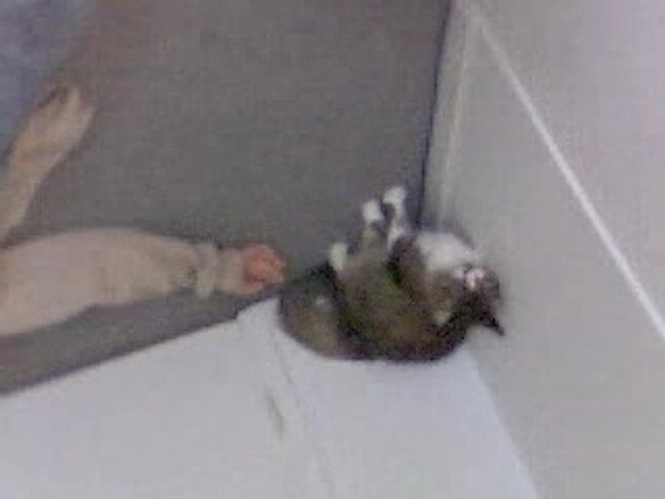 Spider-cat Vs Venom Humain