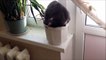Ce chat dort la tête dans un pot de fleur... Même pas mal à la nuque