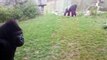 Ce gorille se jette contre la vitre de protection du Zoo et la fissure!