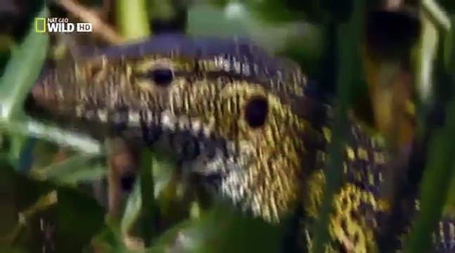 Животный мир. Виктория. Нил. Озеро. Болото. Водопад. Артерия. Дикие просторы. Сердце тьмы. Африка.