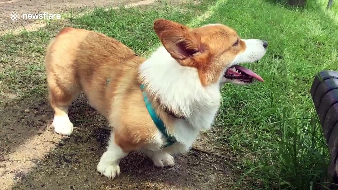 Just a corgi rolling on the grass