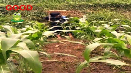 WhatsApp comedy funny video Indians funny video amazing funny video-arehube-part 11