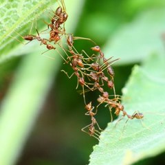 How fire ants use themselves to build moving towers