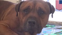 Sad dog just can’t stop crying, breaks internet’s heart