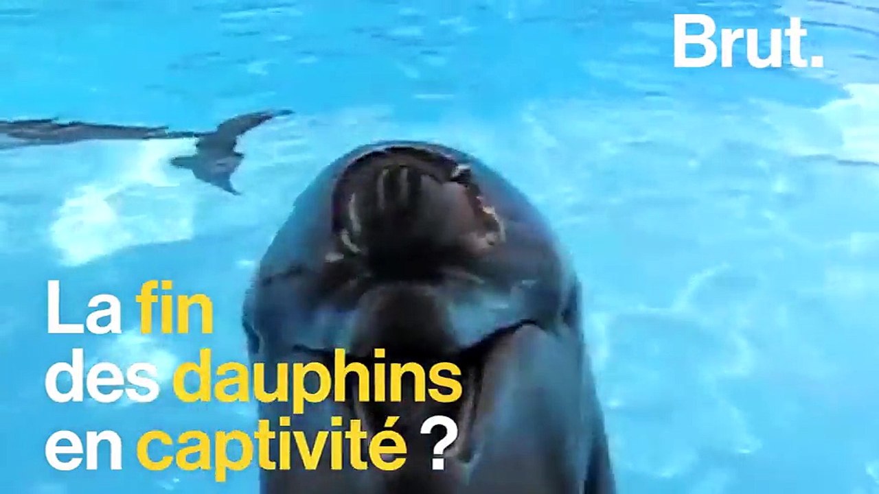 La fin des dauphins dans les parcs aquatiques ?