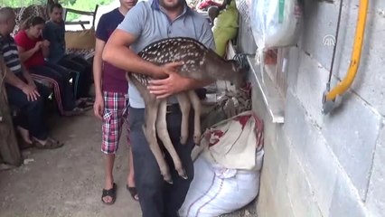 Kıl Keçisinin Geyik Yavrusuna "Anne Şefkati"