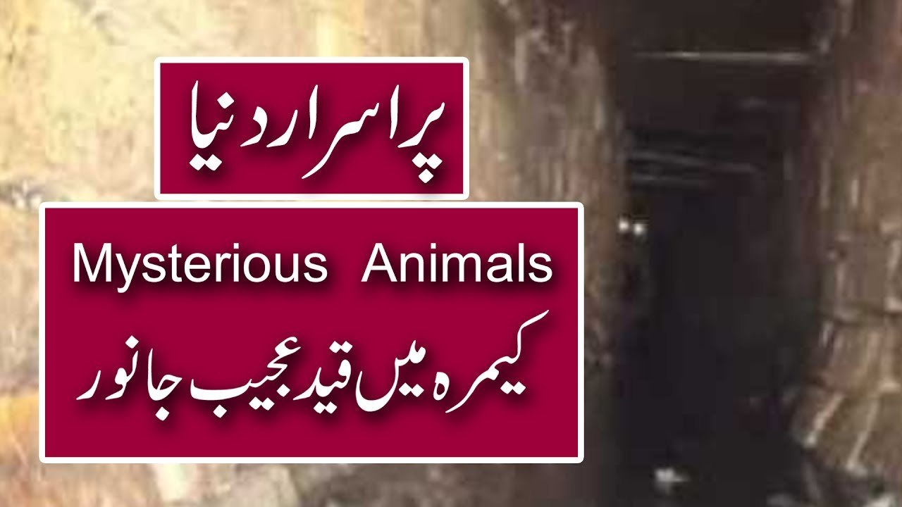 Mysterious Creatures Caught On Camera