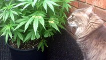 Un chat qui semble apprécier le cannabis