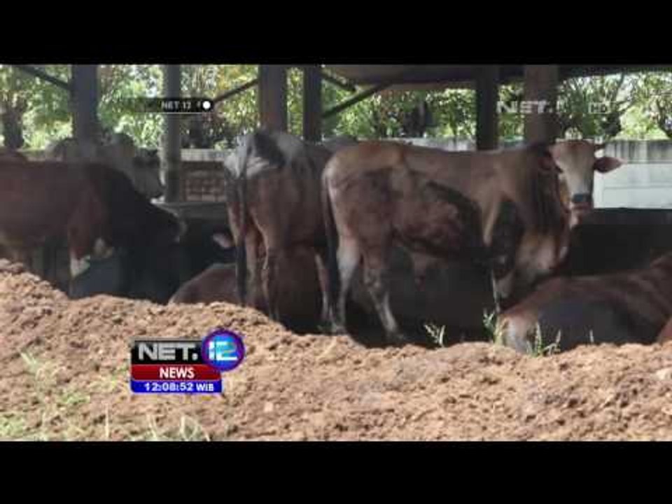 Warga Siapkan Seribu Sapi Murah Untuk Kurban...