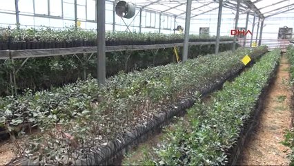 Gaziantep Antep Fıstığı Serasında Yılda 50 Bin Fidan Üretiliyor