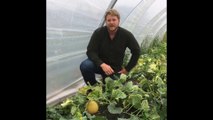 Les melons de la Ferme bio du Val Notre-Dame à Wanze