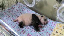 Tokyo: le bébé panda du zoo fête ses trente jours