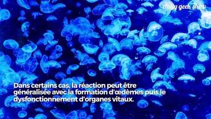 Pas de panique si vous vous faites piquer par une méduse : voici la marche à suivre