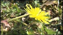 岩本秀⼀の日本の春の花