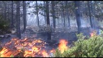 Zjarri në Klos - Dëm kolosal në pyjet e Patinit, digjen 20 ha pishë e zezë