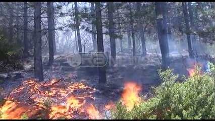 Download Video: Zjarri në Klos - Dëm kolosal në pyjet e Patinit, digjen 20 ha pishë e zezë