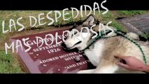 LAS 10 DESPEDIDAS MAS DOLOROSAS Y DESGARRADORAS DE LOS ANIMALES A SUS DUEÑOS (PARTE 1) | OSCAR JACK