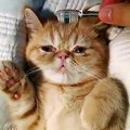 Diş Fırçasıyla Uyutulan Şapşik Kedi