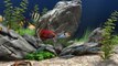 6 HOUR Peaceful Aquarium - Ocean Voyager I screensaver video (HD video)
