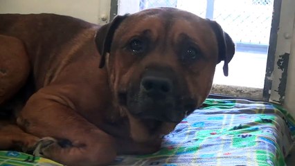 Ce chien abandonné ne peut plus arrêter de pleurer, trop triste