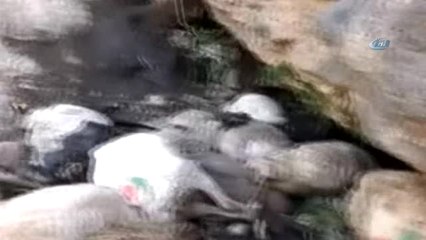 Kayalıktan Atlayan 80 Koyun Telef Oldu