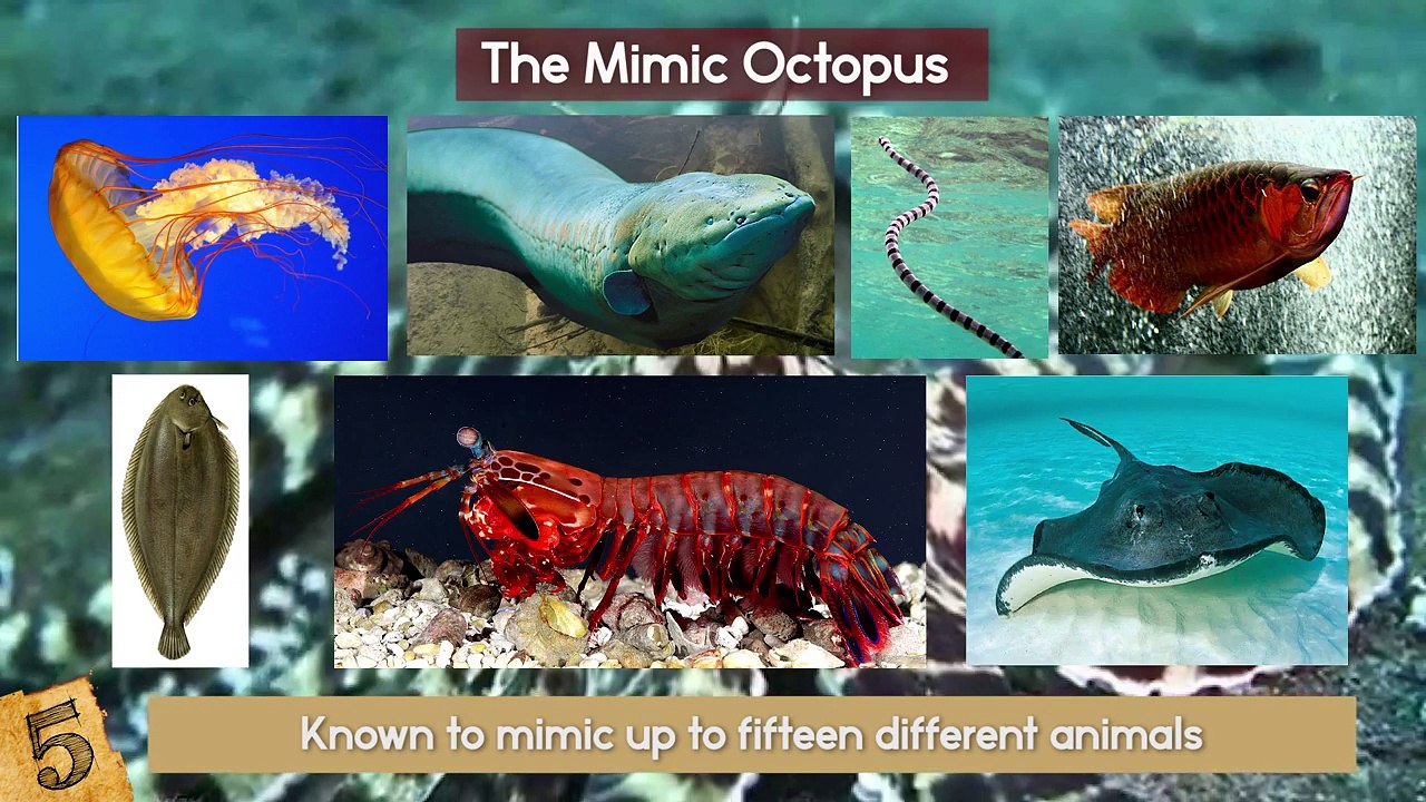 AMAZING Animal Superpowers!