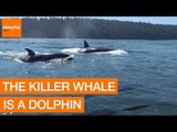 Everything You Need to Know About Killer Whales