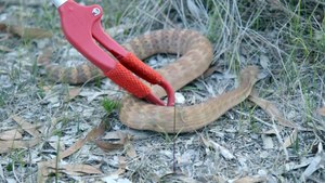 Snake Charming 101