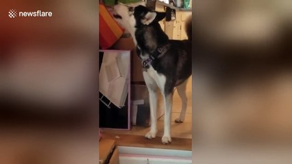 Husky tries to blag his way into his owner's office