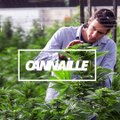 Cannabis médical en Israël vs. cannabis médical en France