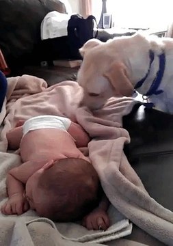Un chien qui aime prendre soin du bébé de la famille