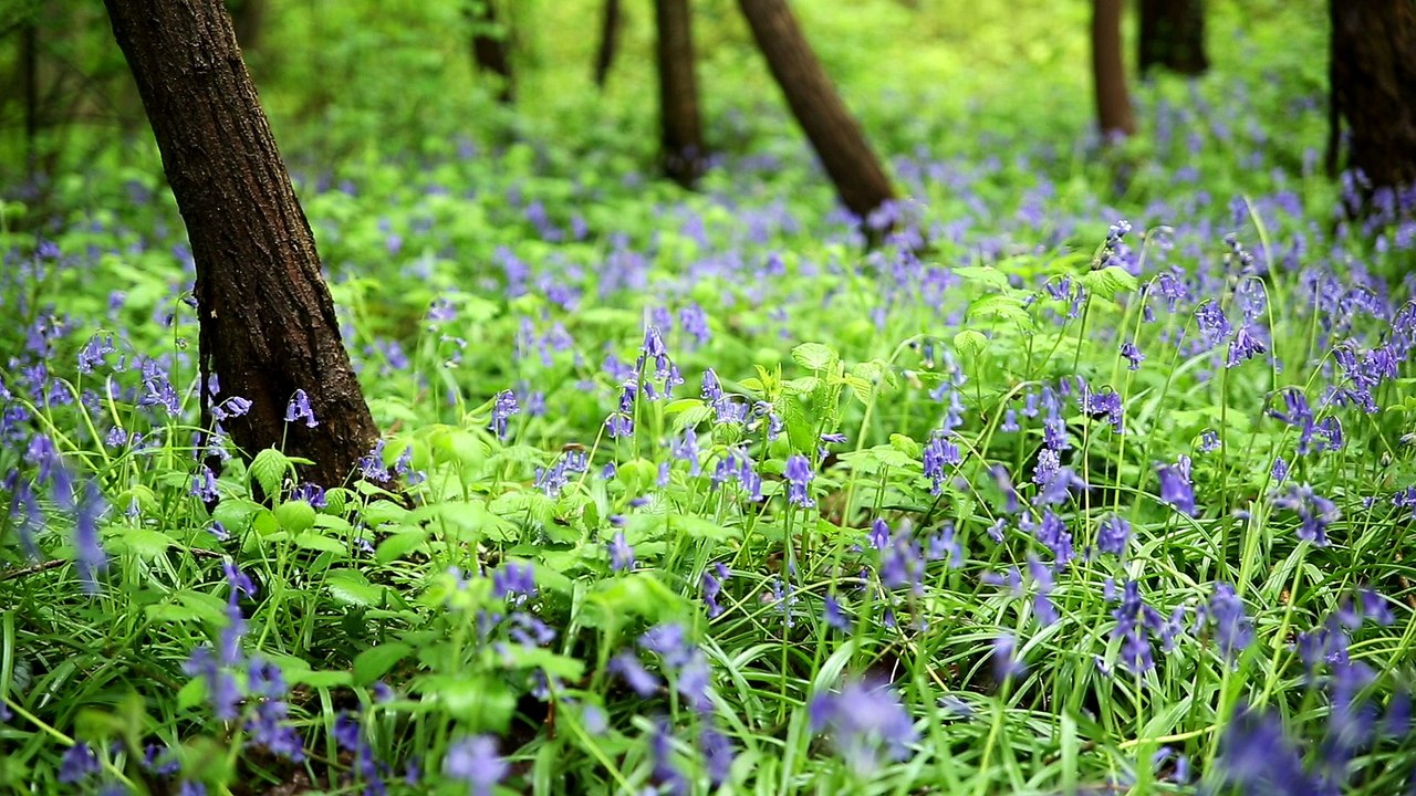 Kruse Alrich - Blumenmeer im Wald