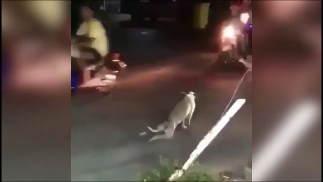 Même les chiens font des arnaques à l'assurance... Ahaha