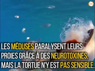 Une tortue qui mange une méduse