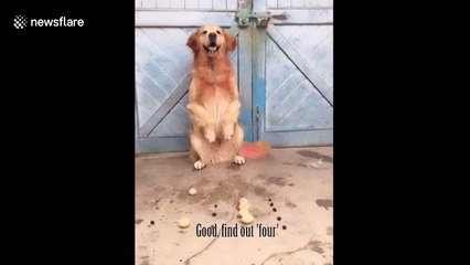 Dog appears to do simple mathematics