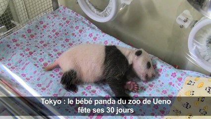 Tokyo: le bébé panda du zoo fête ses trente jours